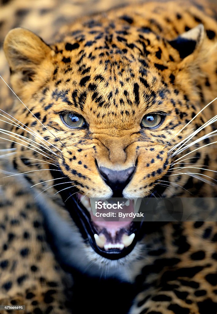 Leopard portrait Aggression Stock Photo