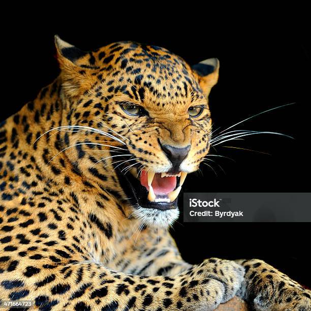 Leopard Stock Photo - Download Image Now - Aggression, Anger, Animal - iStock Leopard Stock Photo - Download Image Now - Aggression, Anger, Animal - iStock