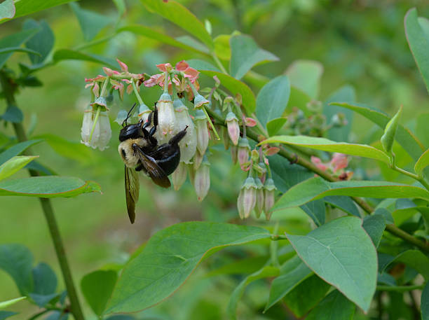 Bumble bee pollinating a blueberry plant stock photo