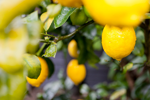 Close up of lemons hanging on a lemon tree. Shallow depth of field