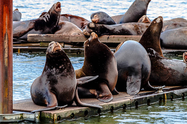 istock Pacific Northwest Sea Lions and Seals 471665574