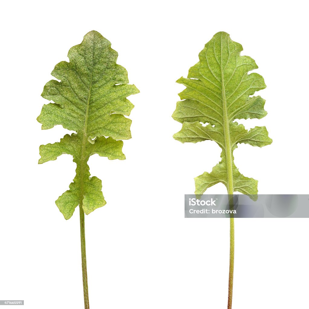 Colônia de Ácaro-do gerbera isolado Planta, Tetranychidae, - Royalty-free Acari Foto de stock