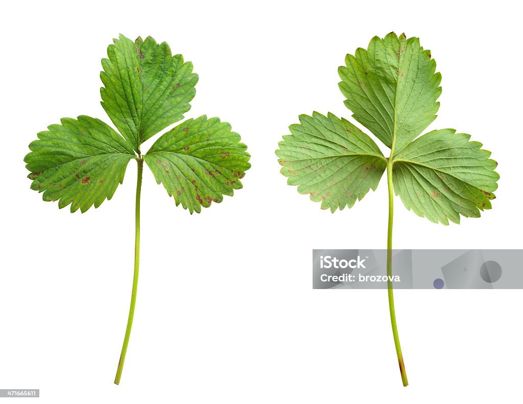 스트로우베리 잎, 진균증 - 로열티 프리 0명 스톡 사진