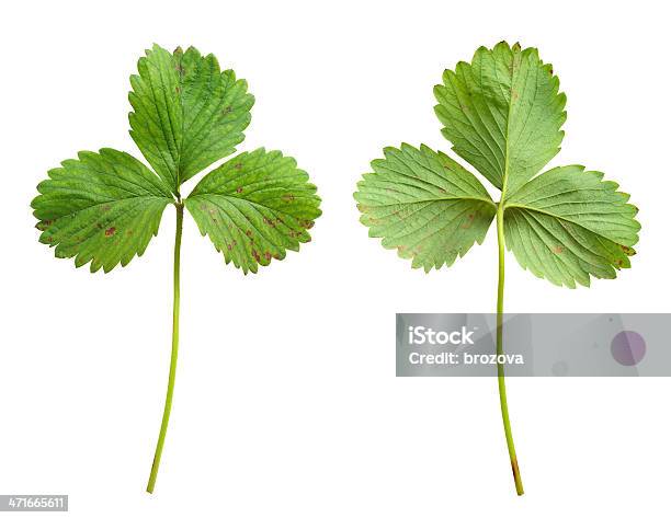 스트로우베리 잎 진균증 0명에 대한 스톡 사진 및 기타 이미지 - 0명, 갈색, 곰팡이