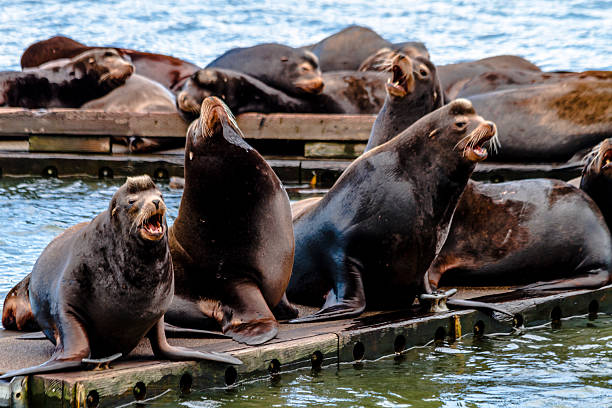 istock Pacific Northwest Sea Lions and Seals 471665632