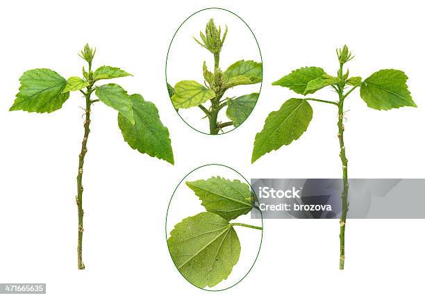 Planta De Hibisco Atacados Por Aphids Isolado - Fotografias de stock e mais imagens de Afídeo - Afídeo, Agressão, Animal