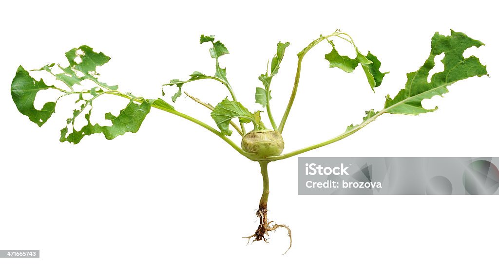 Lesma da danos de verde couve-rábano, isolada - Foto de stock de Agressão royalty-free