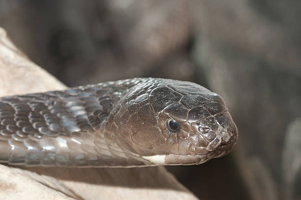 istock Isan spitting cobra - poisonous snake 471665847