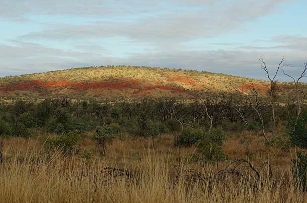 красивые виды в pilbara karijini национальный парк - spinnifex стоковые фото и изображения