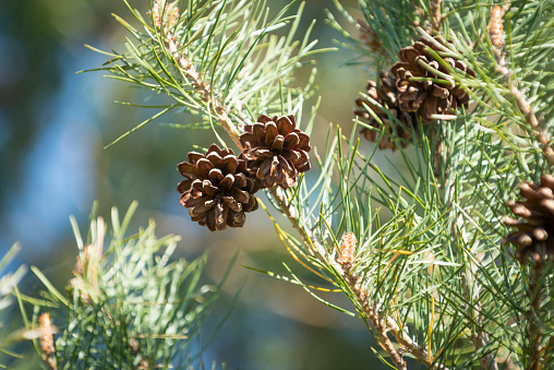 Scots pine 