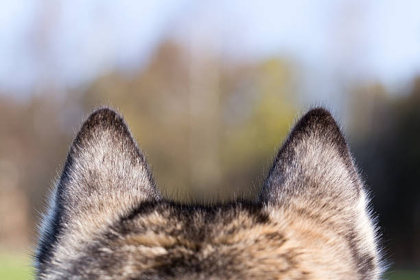Ears closeup of Siberian Husky.
