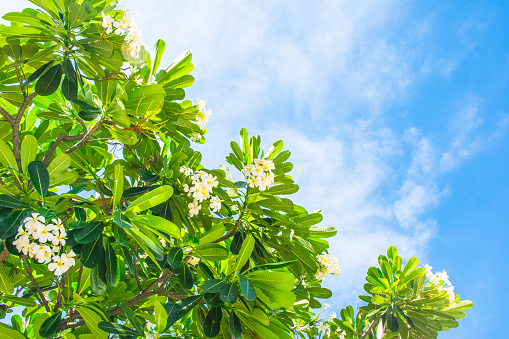 templetree and white flower on blue sky backgrounds