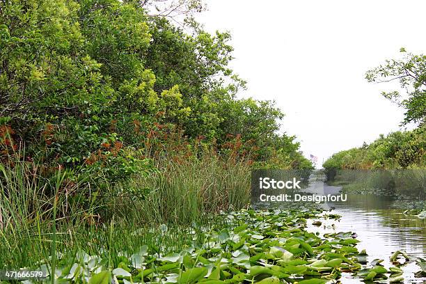 Everglades National Park Stockfoto und mehr Bilder von Blau - Blau, Everglades-Nationalpark, Florida - USA