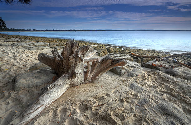 Driftwood on the beach Unique textured driftwood on the beach early morning  in Jervis BaY set against azure waters and blue skies shoalhaven photos stock pictures, royalty-free photos & images