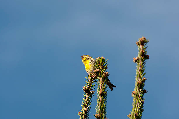 European Serin Male of European Serin, Serinus serinus, perched on a branch of Picea abies serin stock pictures, royalty-free photos & images