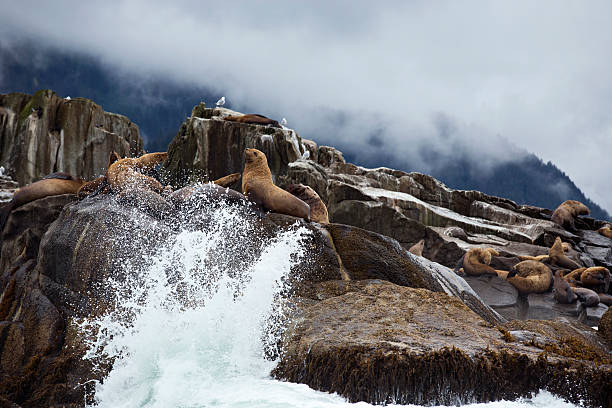 leoni di mare di steller su rocce nel mare - sitka foto e immagini stock