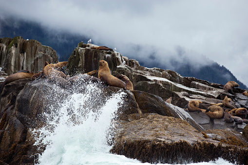 Steller sea lions hanging out in the surf on Sea Lion Rock just outside Sitka Alaska. 