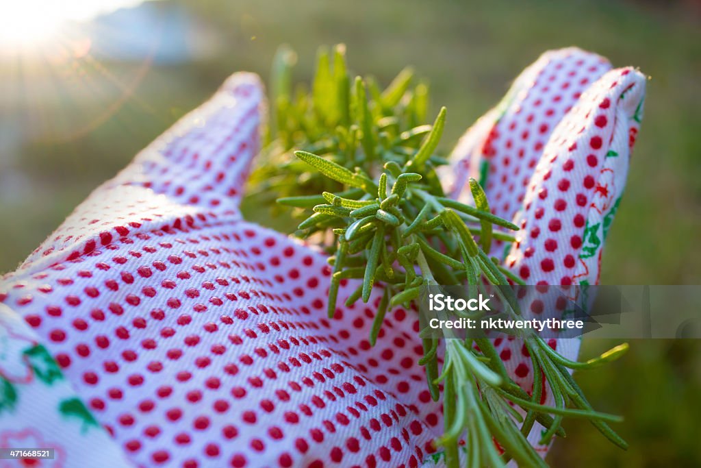 Rosemary in einem Garten Handschuhe - Lizenzfrei Bund Stock-Foto