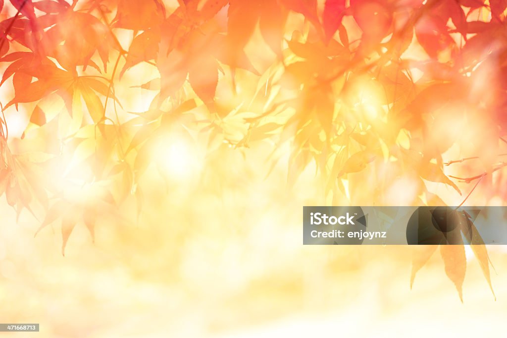 Luz de outono - Foto de stock de Abstrato royalty-free