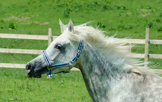 Germany, White colored horse overlooking standing next to tree on green meadow with long fur