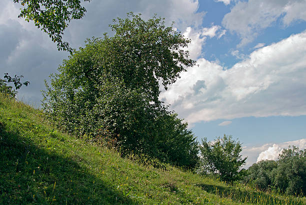 яблоко-дерево - landscape tree field solitude стоковые фото и изображения