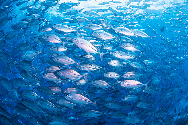 flock of jack fish flock of jack fish longfin spadefish stock pictures, royalty-free photos & images