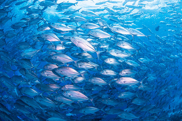 bando de carangídeo - dory imagens e fotografias de stock