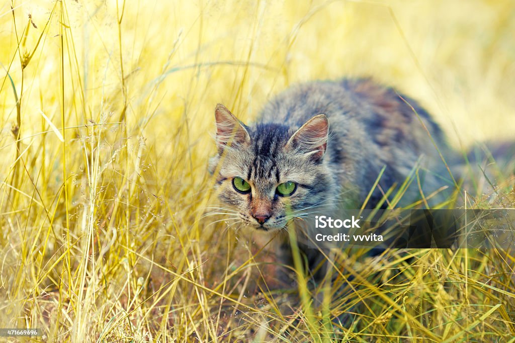 Cat hunting in the tall grass 2015 Stock Photo