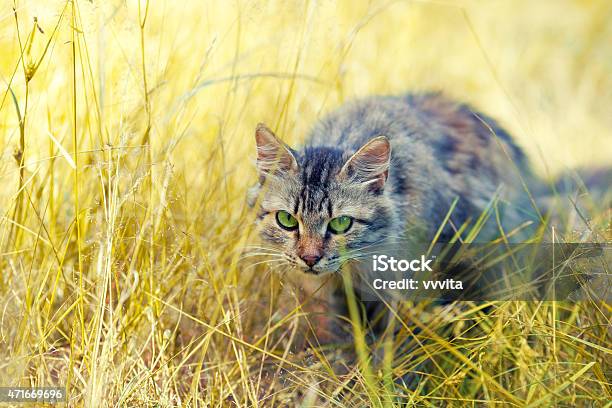 Cat Hunting In The Tall Grass Stock Photo - Download Image Now - 2015, Animal, Animal Hair