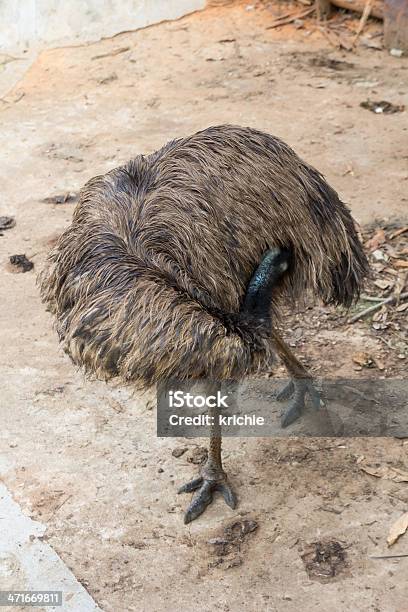 La Uem Foto de stock y más banco de imágenes de Aire libre - Aire libre, Andar, Animal