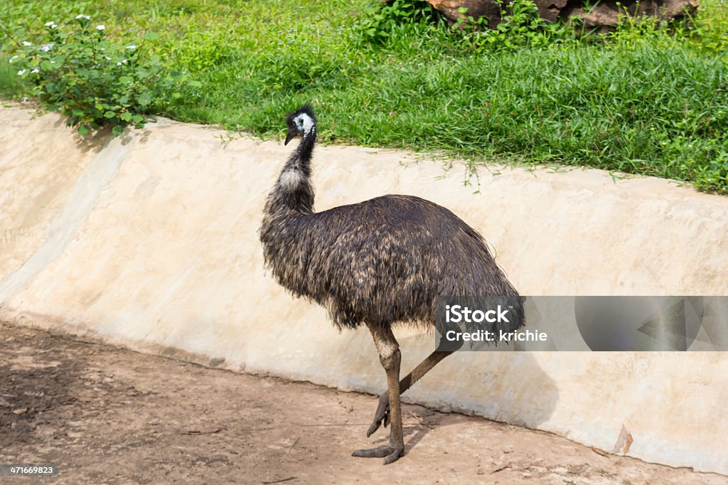 Emu - 1人のロイヤリティフリーストックフォト