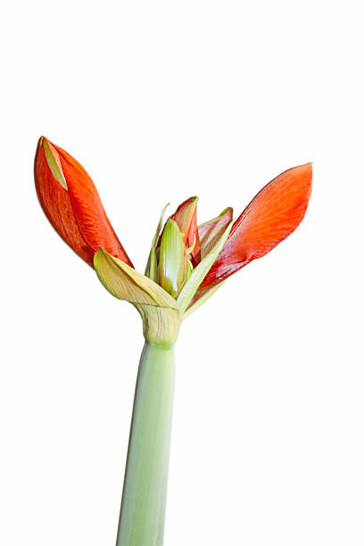 Amaryllis flower with black background