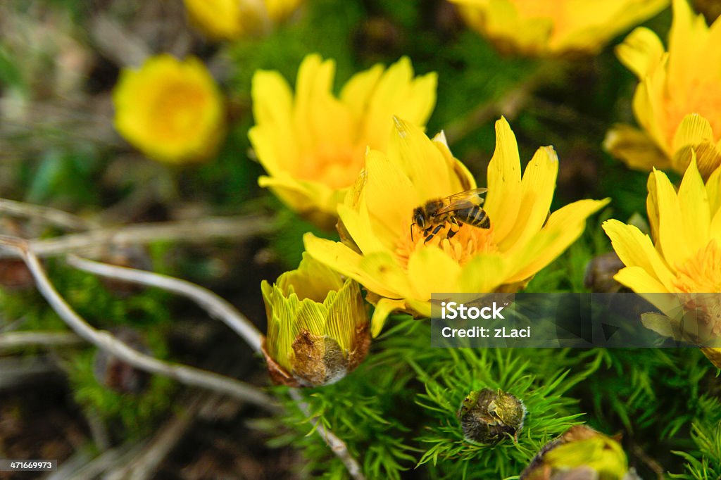 Ape su fiore - Foto stock royalty-free di Agricoltura