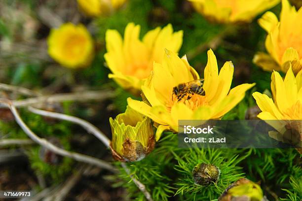 Ape Su Fiore - Fotografie stock e altre immagini di Agricoltura - Agricoltura, Aiuola, Ala di animale