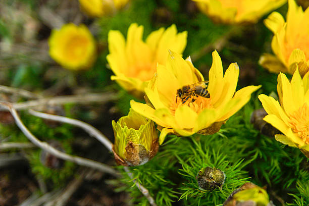 Bee on flower stock photo