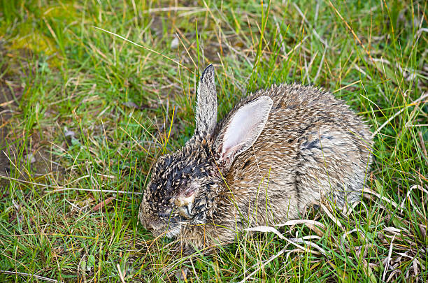 Diseased wild rabbit dying from myxomatosis Myxomatosis is a disease that affects rabbits and is caused by the myxoma virus. It was first observed in Uruguay in laboratory rabbits in the late 19th century. It was introduced into Australia in 1950 in an attempt to control the rabbit population.  sick bunny stock pictures, royalty-free photos & images