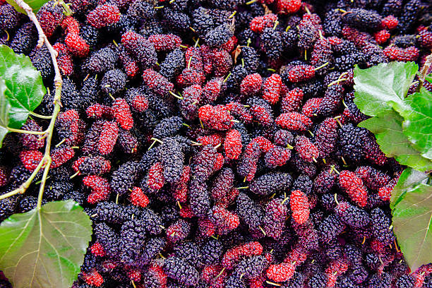 istock Close up organic mulberry fruit harvested from the farm. 471670176