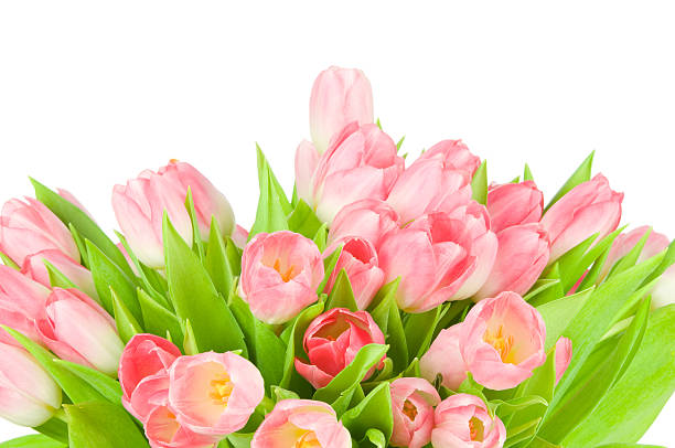 istock Bouquet of tulips 471670262
