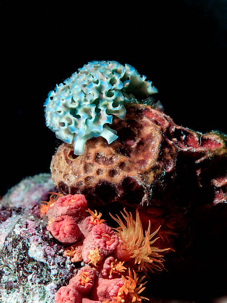istock Lettuce Sea slug underwater at night 471670917