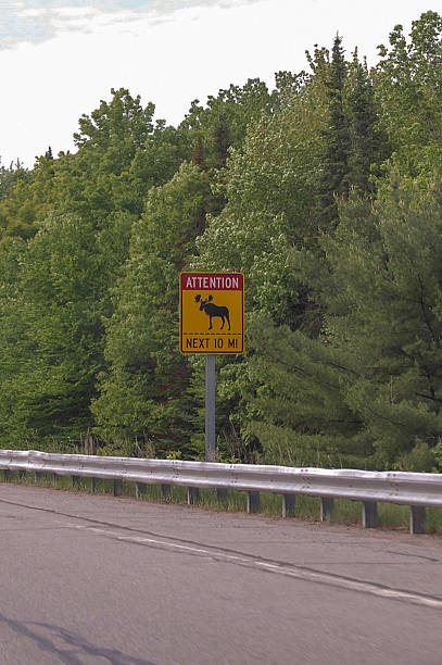 ヘラジカの交差道路標識 - moose crossing sign ストックフォトと画像