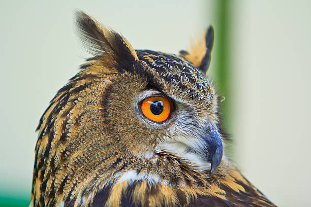 eagle owl - eurasian ethnicity stock-fotos und bilder