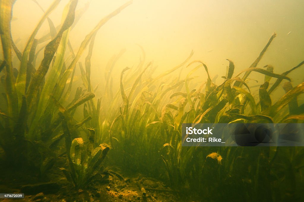 바닷속이 가든 밝은 햇빛 - 로열티 프리 수중 스톡 사진