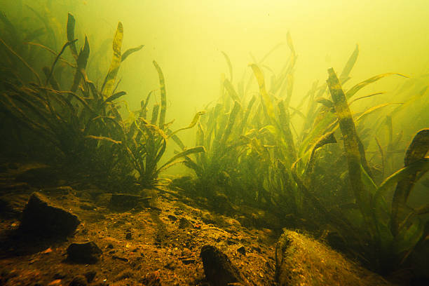 istock Underwater garden in bright sunlight 471672059