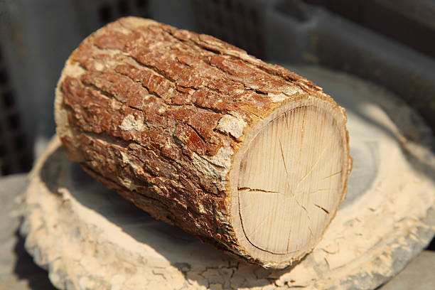 wood, also known as thanaka in Asia (Myanmar)