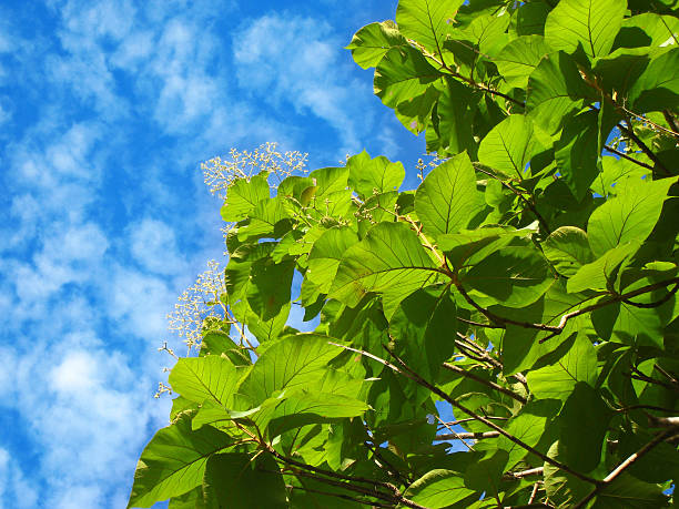 beautiful nature photo of burmese teak tree with green leaves stock photo