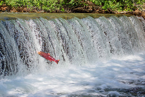 salmão nadar montante de olhos vermelhos - pink salmon imagens e fotografias de stock