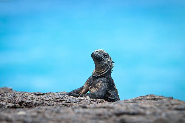 istock iguana in the wild with sea background 471673087