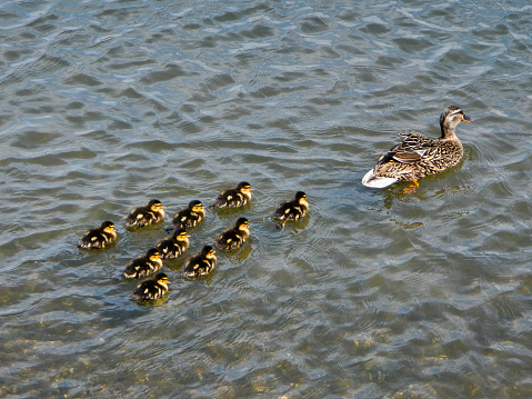 A mother mallard, swimming with her ducklings closely following.