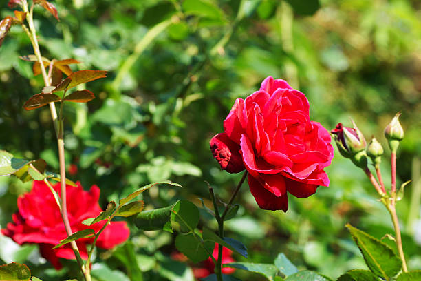 istock red rose in the garden 471673825