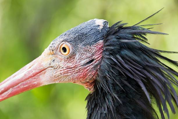 istock Close-up of hermit ibis 471673827